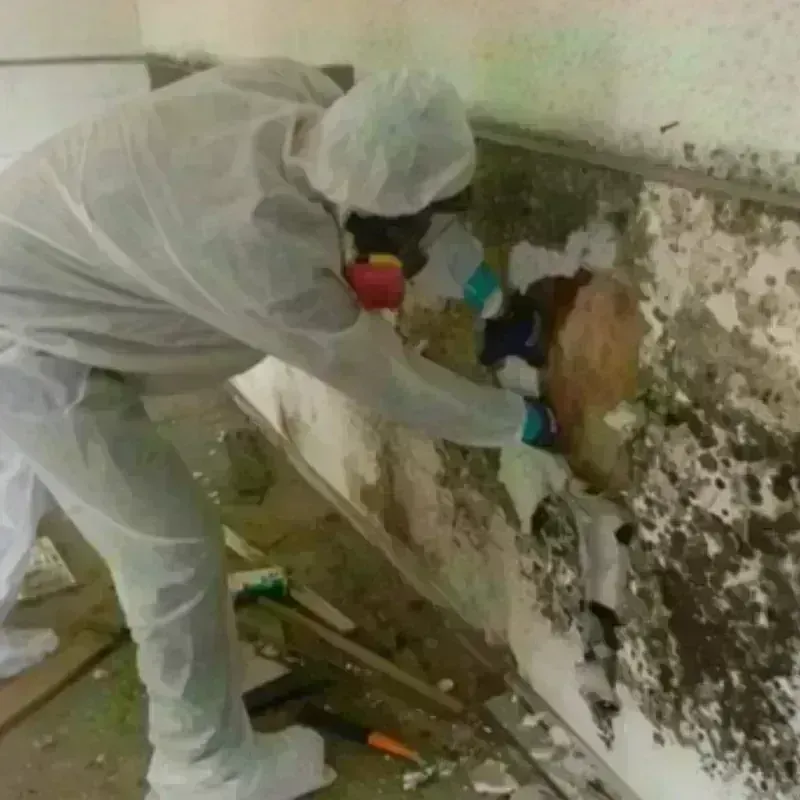 Mold Remediation and Removal in Henry County, MO